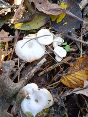 mushrooms in the forest