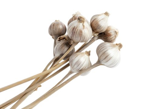 Bundle of dried garlic bulbs tied together isolated on transparent background. Cluster of garlic bulbs isolated on white background.