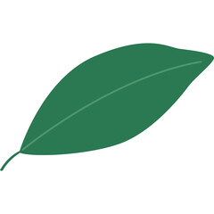 A single green leaf with a stem isolated on a white background with a simple vein pattern and a smooth texture