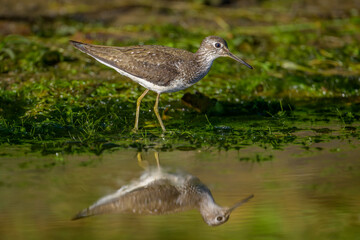Solitary Sandpiper at water's edge with reflection