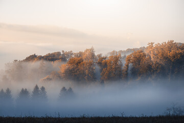 A foggy autumn morning in the forest