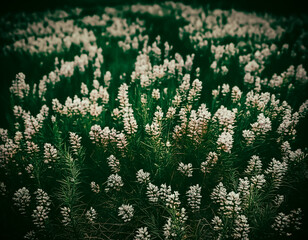 A vibrant meadow of dense white wildflowers and lush green foliage. Atmospheric mood with shallow depth of field. Nature, botanical, and tranquil themes background with copy space.