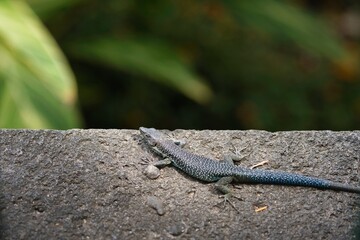 A lizard is laying on a rock