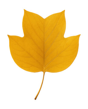 Tulip-shaped yellow poplar leaf with smooth edges.