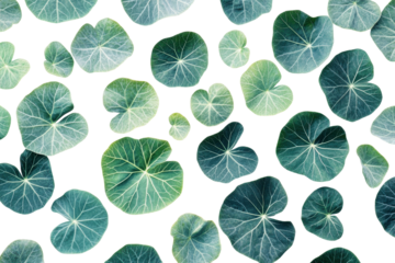 Collection of green and white nasturtium leaves isolated on transparent background. Nasturtium leaves isolated on white background.
