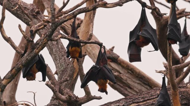 Large colony of Indian flying foxes lat. Pteropus medius, roosting on a tree in tropical forest, showing natural wildlife behavior, perfect for documentaries, ecology. Animal footage in Slow motion.