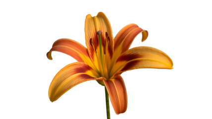 Vibrant Orange and Red Lily Flower with Green Stem on White Background Keywords: lily, flower, bloom, blossom, floral, petal, orange, red, yellow isolated on a transparent background