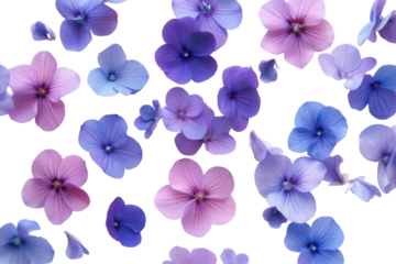 Scattered purple and blue hydrangea petals isolated on transparent background. Periwinkle flowers isolated on white background.