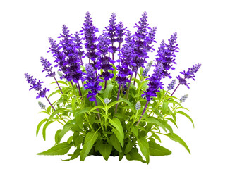 Obraz premium Vibrant purple salvia flowers with green leaves isolated on transparent background