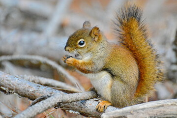 Red Squirrel eating seeds in Algonquin Park, Ontario, Canada on an October morning.