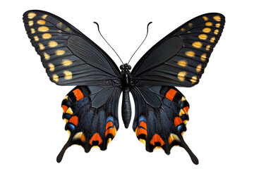 Black butterfly with white spots and orange markings isolated on transparent background. Spicebush swallowtail butterfly isolated on white background.