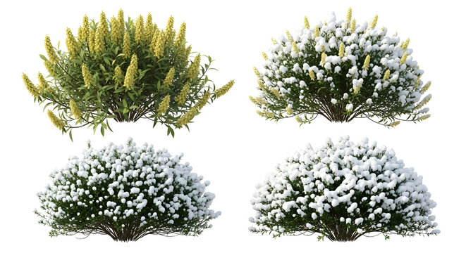 Vibrant yellow flowering buddleia and snow-covered winter bushes