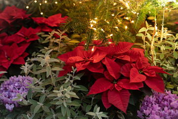 クリスマスのポインセチアとイルミネーション
