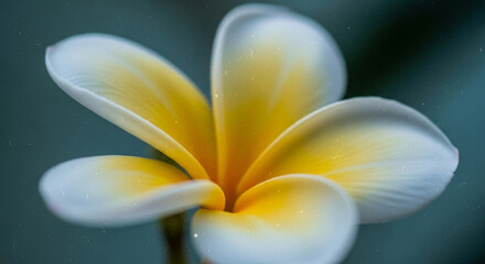 Close up of a beautiful frangipani flower with white and yellow petals
