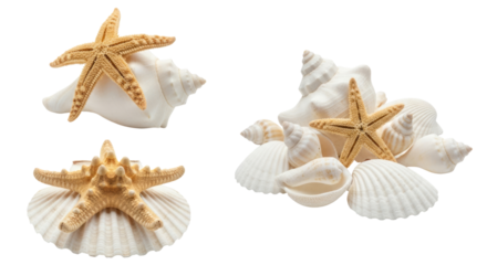 Three Starfish and Seashell Arrangements on White isolated on a transparent background conch scallop