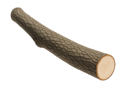 Ash tree branch featuring a clean cut end and grayish-brown diamond-patterned bark.