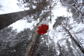 A bunch of red rowan berries on a branch under the snow in a winter forest.