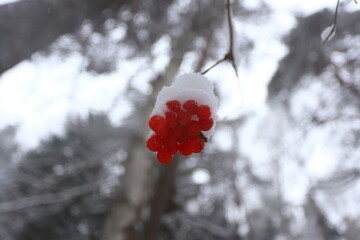 A bunch of red rowan berries on a branch under the snow in a winter forest.