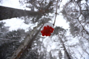 A bunch of red rowan berries on a branch under the snow in a winter forest.