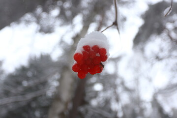 A bunch of red rowan berries on a branch under the snow in a winter forest.