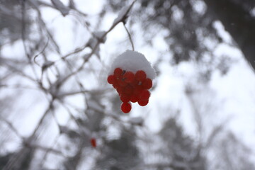 A bunch of red rowan berries on a branch under the snow in a winter forest.