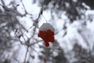 A bunch of red rowan berries on a branch under the snow in a winter forest.