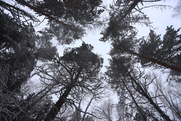 Karakan Pine Forest covered by snow. National forest situated in Siberia. Winter wonderland.
