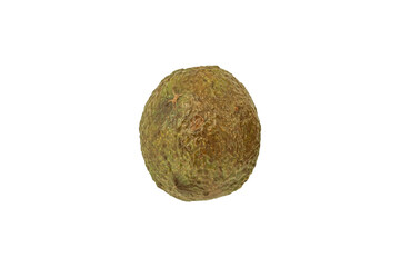 Avocado fruit with rough dark green skin is isolated.