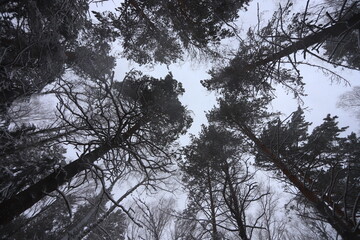 Karakan Pine Forest covered by snow. National forest situated in Siberia. Winter wonderland.