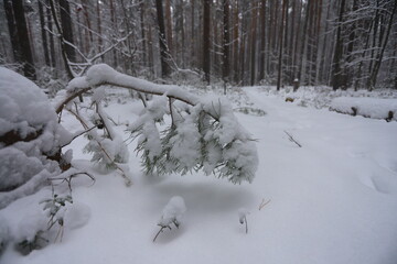 Karakan Pine Forest covered by snow. National forest situated in Siberia. Winter wonderland.
