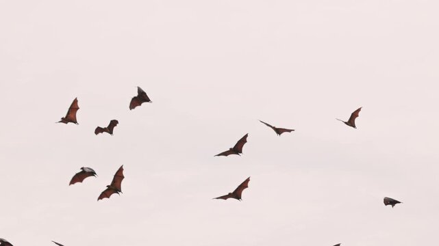 Flying Indian flying foxes lat. Pteropus medius, soaring through the sky at dusk, flight in Slow motion, wildlife behavior, and dynamic movement for documentaries and nature projects.