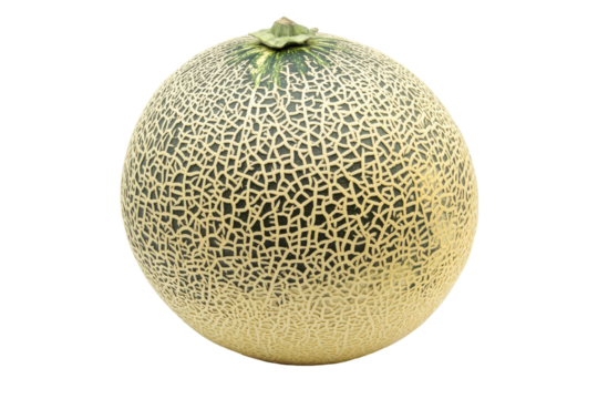 Yellow cantaloupe melon with textured rind isolated on transparent background. Ripe cantaloupe melon with yellow rind and textured surface isolated on white background.