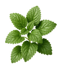 Lemon balm leaves with a textured surface and refreshing citrus aroma.