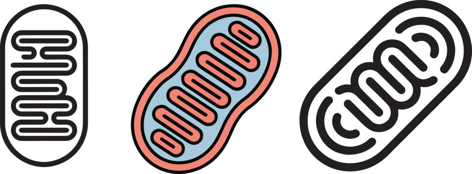 Mitochondria Cell Organelle Icons flat illustration