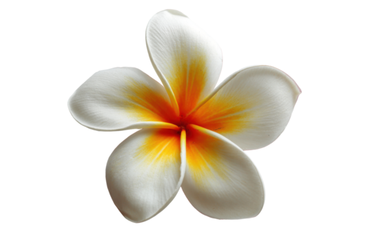 White and yellow plumeria flower isolated on transparent background. Exotic frangipani plumeria flower isolated on white background.