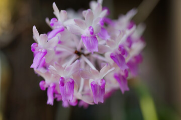 De- focused at purple orchid small flowers beautiful and growth beautiful in nature background