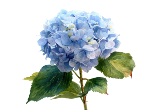 Beautiful blue hydrangea flower isolated on transparent background. Vibrant blue hydrangea flower blossoms with green leaves isolated on white background. - Powered by Adobe