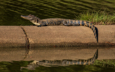North American alligator laying in the sun in North Carolina