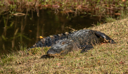 North American alligator laying in the sun in North Carolina
