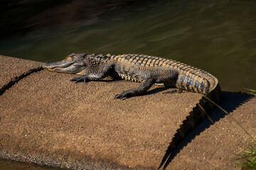 North American alligator laying in the sun in North Carolina