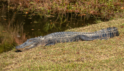 North American alligator laying in the sun in North Carolina