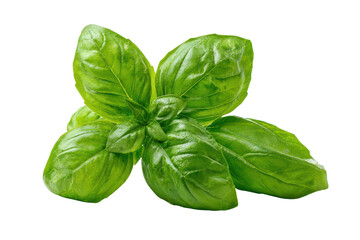 Fresh green basil herb leaves isolated on transparent background.
