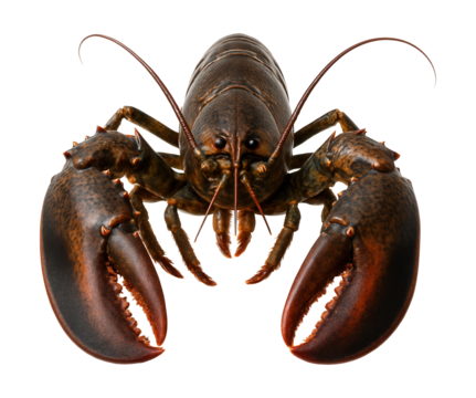 Lobster featuring strong claws and a dark, speckled shell.