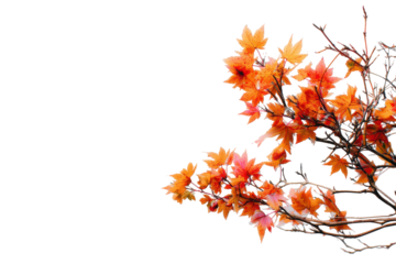 Autumn leaves on branches isolated on transparent background. Vibrant orange and yellow autumn leaves on thin branches isolated on white background.