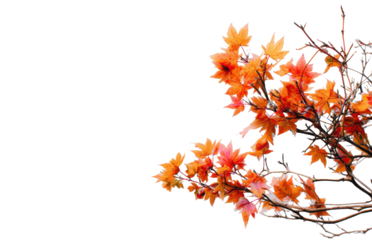 Autumn leaves on branches isolated on transparent background. Vibrant orange and yellow autumn leaves on thin branches isolated on white background.