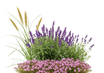 Tall ornamental grass with golden-tan plumes, dense purple flowering bushes, and pink ground cover arranged on a transparent studio background with copy space, celebrating natural beauty and botanical