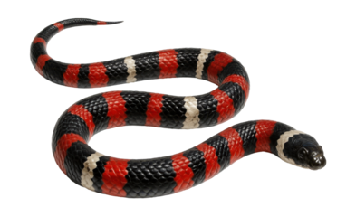 Milk snake featuring a pattern of red, black, and white bands in a repeating design.