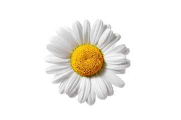 Single white daisy flower with yellow center isolated on transparent background. Close-up of a delicate white daisy flower with a bright yellow center isolated on white background.