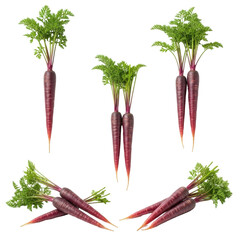 Multiple vibrant purple carrots with fresh bright green leafy tops, natural textures, isolated on a transparent background with ample copy space, healthy produce concept