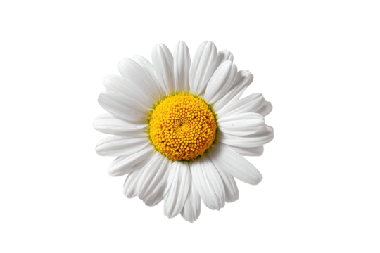 Single white daisy flower with yellow center isolated on transparent background. Close-up of a delicate white daisy flower with a bright yellow center isolated on white background. - Powered by Adobe